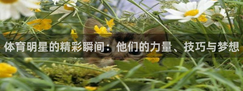 速8体育网